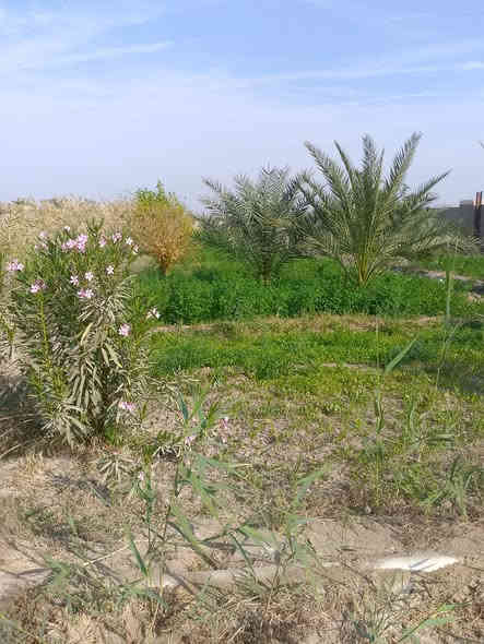 بستان طابو للبيع دونم   ونص مساحه 3712متر خدمات ماء كهرباء قريب  عليه التبليط مزروع كامل نخيل 22شويثي وبت  السوده وبريم من اجود الانواع سدر مطعم 14سدره تفاحي وعرموطي رمان 8تفاح 2تين 2  شريف الرضي على شارع الرئيسي ‏‪***********‬‏
