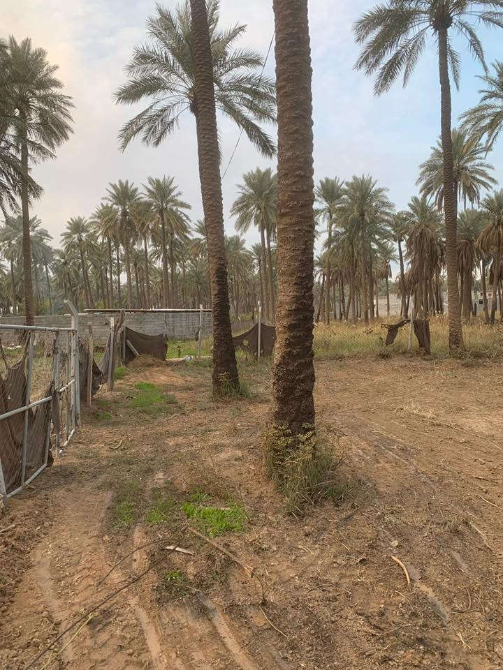 قطعة ارض زراعي سند 25 المساحة 300 متر ركن على شارعين الموقع شفتة قرب النهر العريض واصل ماء وكهرباء للاستفار الاتصال على الرقم ***********
