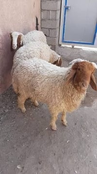 طليان • بيع وشراء • متوفر