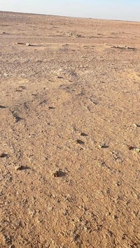 خلف مطار السلمان • ١٠٠٠ دونم • حصة مائية