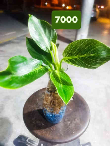 كلار ليوا ته نشت مزكوت بخاري 
***********
دووسايدي تازه كه ي. بخاري
