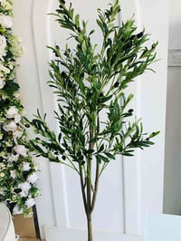 زيتونة • ١٧٠ سم • حجم كبير