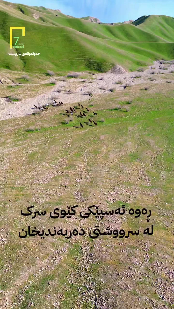 ئەم ڕەوە ئەسپە ئەوەندە سرک و کێوین بە ئاسانی بە درۆنیش وێنەیان نەدەگیرا ..
سرووشتی عازەبانە نزیک دەربەندیخان ، لە کاتی ڕووماڵدا چوار ڕەوە ئەسپمان بەرچاو کەوت ئەم ڕەوە ئەسپەیان زۆر سرک بوون نەدەتووانرا لێی نزیک بیتەوە ..
نیشتمان ئاوەدان بێت


**إذا كنت صاحب هذا الإعلان وتريد حذفه لأي سبب، رجاءا أرسل رسالة إلى الدعم الفني**