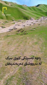 خيل بري • ٤ خيل • دربندخان