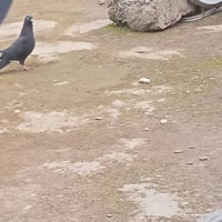 طيور بصرويت • ذيل ابيض • لوت