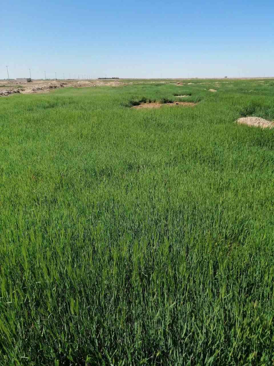 مكلف بل نشر شروه 120 دونم البيع المكان السماوه الرحاب  رقم صاحب الشروه‭ ‭
*********** للتواصل واتساب
