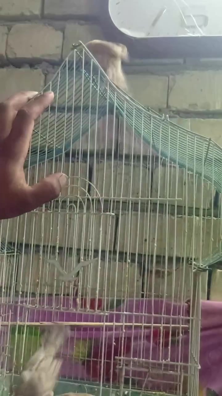 السلام عليكم بلابل اليفات التك ب 35وبي مجال


**إذا كنت صاحب هذا الإعلان وتريد حذفه لأي سبب، رجاءا أرسل رسالة إلى الدعم الفني**