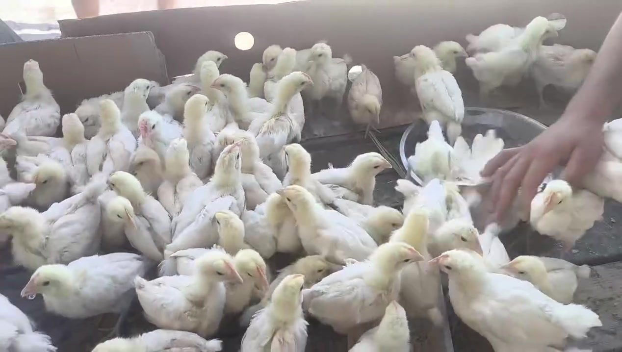 طيور مصلحه كميات خير من الله السعر مناسب المكان الشاميه قرب الجسر القديم ***********
