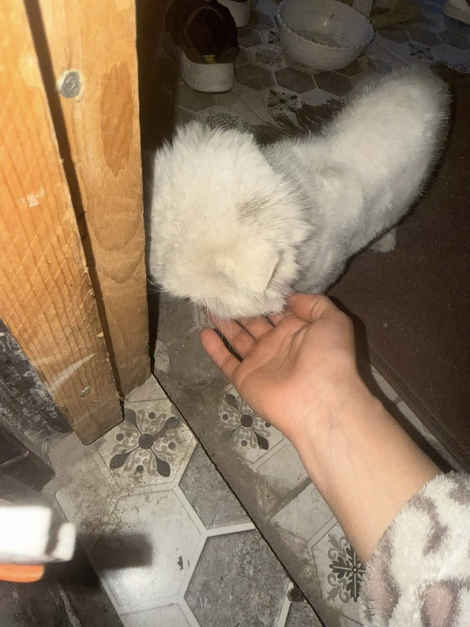 السلام عليكم اكو قط ذكر صار اكثر من ٤ ايام خطيه بالشارع يجيني انطي اكل مبين مال بيت لان مزينين ومقلمين اظافره واني عندي دوام ما اكدر اخلي بلبيت الي يعرفه او يريد يتبنا يجي ياخذه خطيه


**إذا كنت صاحب هذا الإعلان وتريد حذفه لأي سبب، رجاءا أرسل رسالة إلى الدعم الفني**