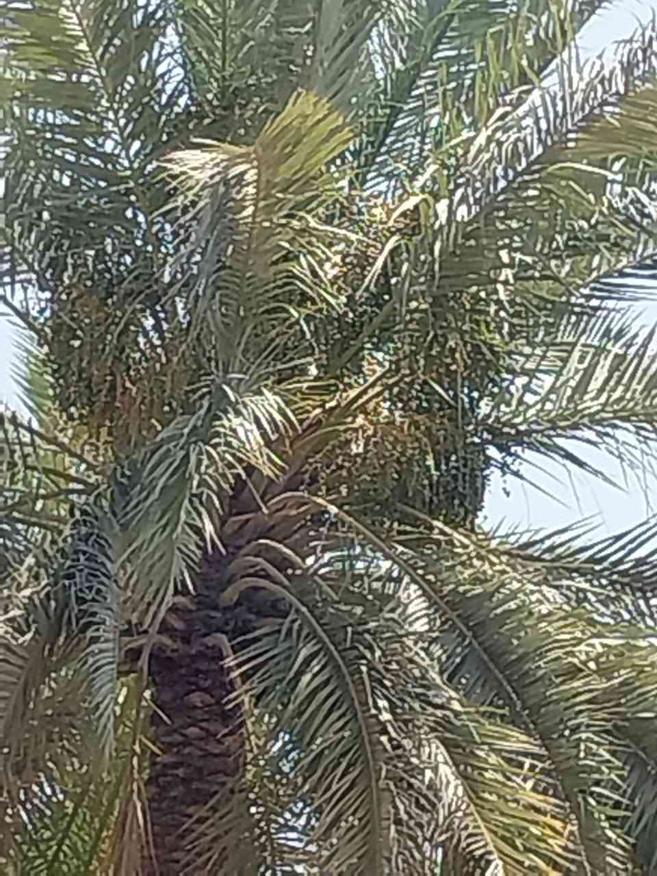 السلام عليكم نخلات للظمان منطقة الامام عون اتصال على الرقم ***********
