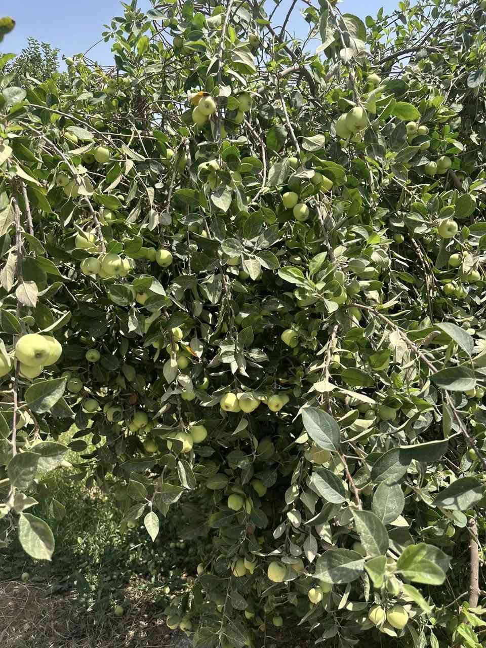 👋السلام عليكم 
مكتب البراق الحديث📍 
عرض جديد🆕 
مزرعه للبيع 👨‍🌾👨‍🌾 
المساحه 5دونم✏️ 
الموقع جدول بابل🏘️🏘️ 
السند زراعي صرف ✏️
الاستفسار 
***********
