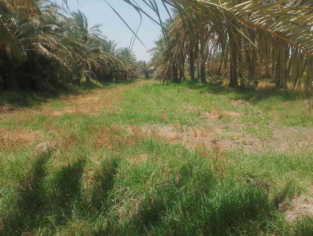 السلام عليكم ارض زراعية للبيع 3 دونم ونص صالحه للزراعة وللسكن متوفير بيها مي رساله وكهرباء وتبليط ذابين سبيس مخطط وكامل عليها موقعها المحاويل بين ابو سديره ومنطقة دويليبة طريق يؤدي الى حي ابو سديره وطريق يودي على منطقة دويليبة....
***********
***********
