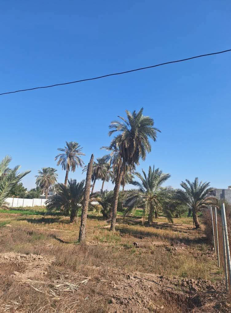 دوانم 6 للبيع طابوملك صرف زراعي ملاك عراقي تحويل بلاسم مباشر مكان مميز جداا الي عله باب الله قضاء شط العرب مقابيل شط الجباسي للاستفسار واتساب ***********او ***********
