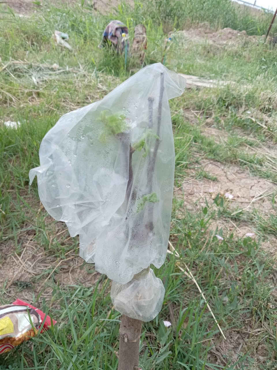 اخوان الي عنده شجره نبك بالبيت
ماعليك سوا الاتصال او المراسله ادزلك اقلام 
عدي انواع من ارقه انواع النبك
تفاحي بصراوي
زيتوني
باكستاني احمر بدون نوه

عدي توصيل لكل المحافظات
شكرا ادمن المحترم ربي يوفقك يا طيب القلب  تصل وتساب ***********
