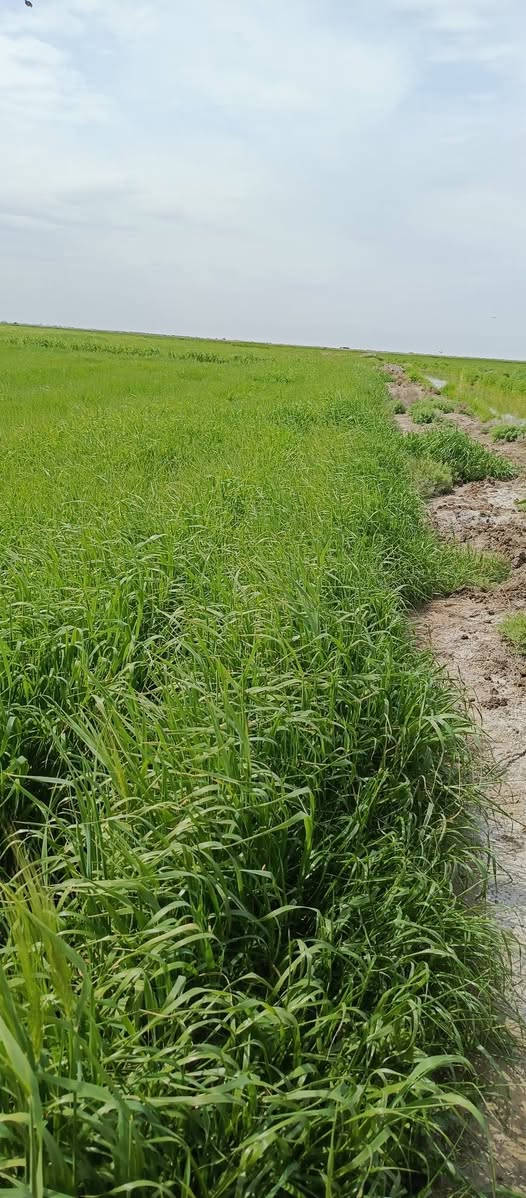 السلام عليكم عندي شروة للبيع 30 دونم للستفسار اتصال
***********
