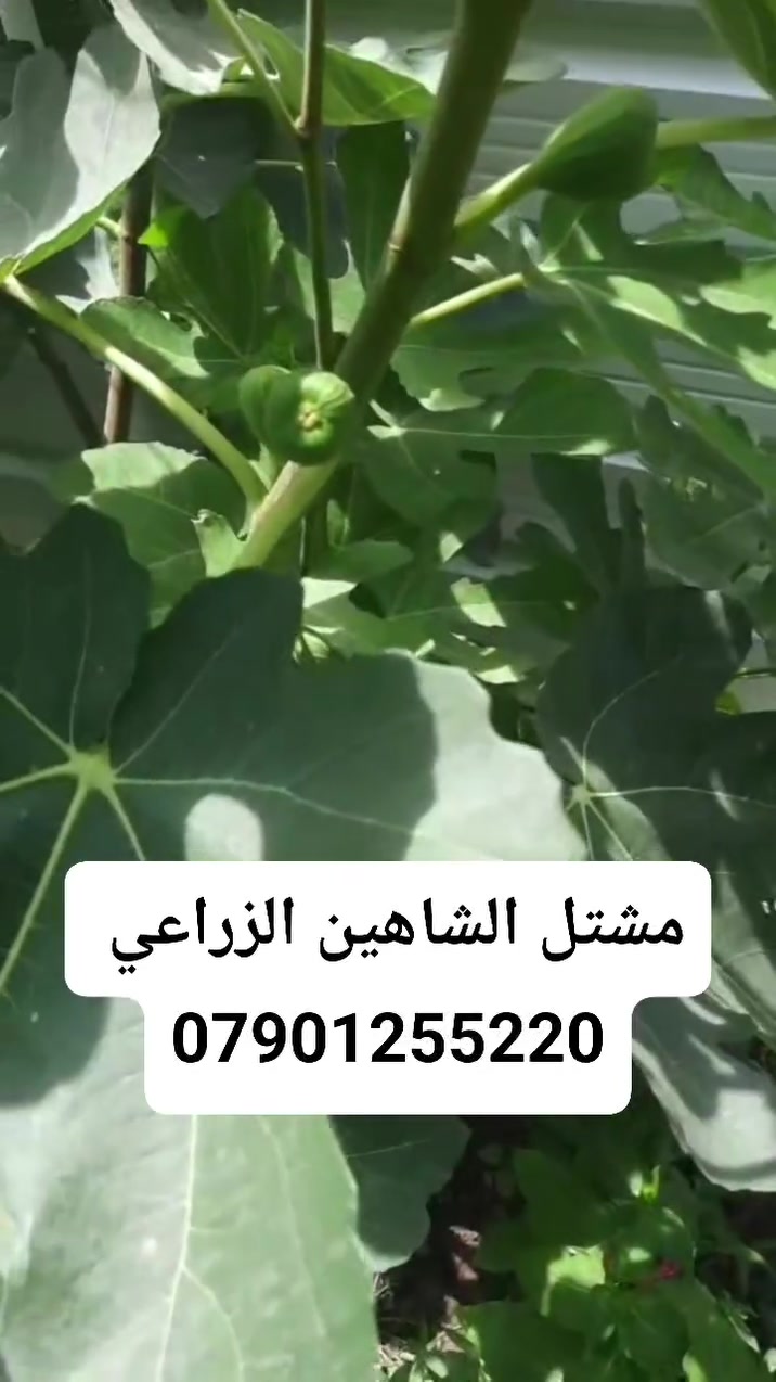 🌿✨ إعلان من مشتل الشاهين الزراعي ✨🌿

تتوفر الآن شتلات التين المميزة: 🍈 تين العبيد السعودي
🍈 تين البراون التركي

شتلات قوية ومختارة بعناية 🌱
مناسبة للزراعة المنزلية والحدائق والإثمار الممتاز بإذن الله 🌞

🔥 والقادم أجمل... قريباً ستتوفر أصناف جديدة ومميزة ونادرة من التين لمحبي التميز وهواة جمع الأصناف 🌿🍈

📍 العنوان: بغداد – الدورة – الشارع المقابل لعلوة الرشيد قرب شركة دجلة للمشروبات الغازية خلف منطقة أبو دشير
📞 الهاتف / واتساب: ***********

🌱 مشتل الشاهين الزراعي — وجهتكم لكل ما هو مميز في عالم النباتات والأشجار 🌱
