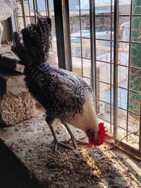 متاح ديك فيومي فضي دم نقي اسيا 07719178259 كورك 07508029373 السعر قفل ...