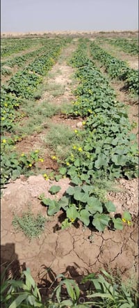 يوجد بذور بطيخ درجه اولى 07865893676