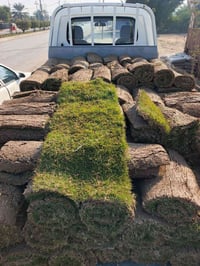 ثيل هندي • المسيب • توصيل لجميع المحافظات