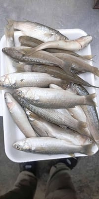 بسمايه • سمك حي • دجاج حي عراقي