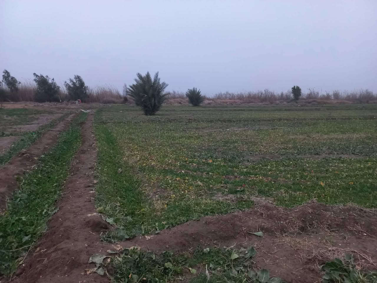 سلام عليكم ورحمة الله وبركاته
أرض زراعية للبيع 
9دونم فيه نخل ورمان مثل ماواضح بصوره 
بيت 4غرف براني 15متر 
كهرباء ماء اساله 
ماء سقي متوفر 
العنوان طريق سومر عفك تبعد عن الشارع العام 400 متر طريق رسمي كتف بزل رئسي 

 وأيضاً اقل من كيلو متر تقريباً متوفرة اسواق 
ومستوصف صحي صيدلايات 
ومدارس بتدائية متوسطه واعدادية
***********
