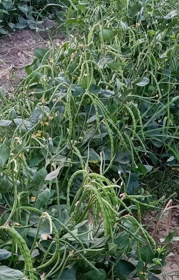 توجد لدينا بذور لوبيا صنف الامزون الايطاليه عموديه الحراريه للأستفسار ***********
