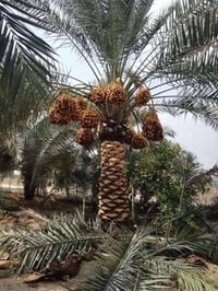 نخيل مثمر • كل الأطوال