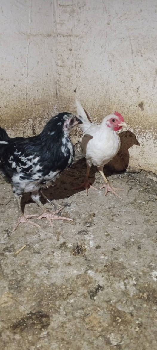 السلام وعليكم فروجه بوطاني وديج عرب للبيع شراي تعال خاص #الجميع


**إذا كنت صاحب هذا الإعلان وتريد حذفه لأي سبب، رجاءا أرسل رسالة إلى الدعم الفني**