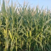 گوزيندار الاولى في العراق والوطن العربي يتوفر لدينا سيلاج الذره محصود ...