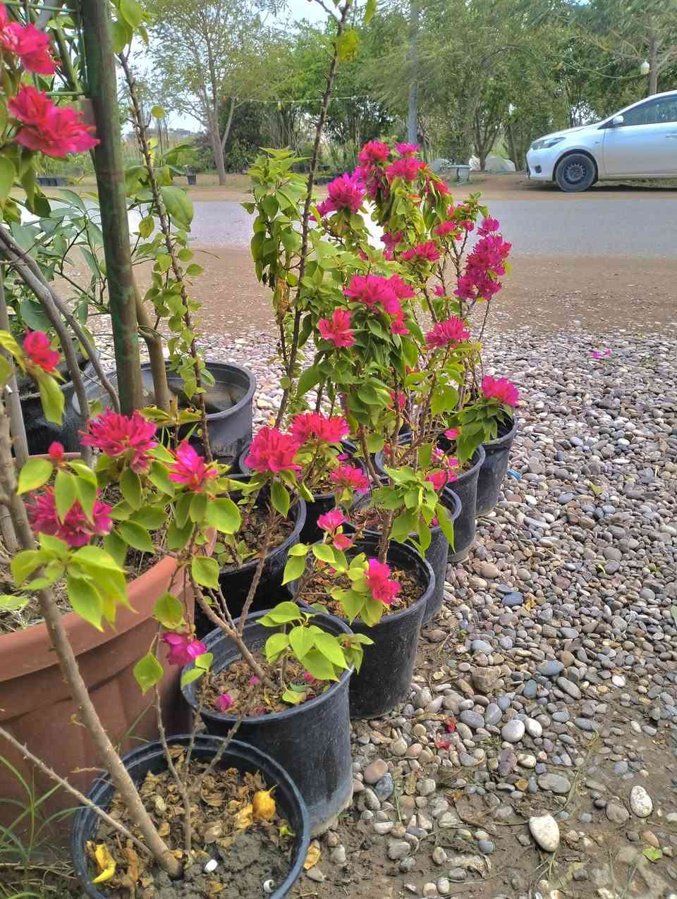 #جهنمي_قزمي_ستاند 🥰🌹🥰

العنوان/ خانقين شارع المستودع مقابل مشروع الماء 

توجد خدمة توصيل داخل خانقين 🚕🚕🚕


**إذا كنت صاحب هذا الإعلان وتريد حذفه لأي سبب، رجاءا أرسل رسالة إلى الدعم الفني**