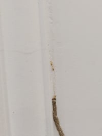 عندك ارضة بالبيت ؟ ( 🐜) وماكلة الحايط والاخشاب وتريد تخلص منها الحل يم...