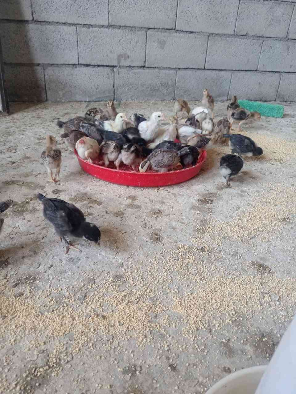 متاح افراخ عرب اصلي ملقح جاهز عمر ٢٦ يوم سعر
الزوج ٤٥٠٠ قفل ابيع شلع ٧٥ زوج هنه اليريدهن هسه يجي ياخذهن مستعجل على البيع لحد يعاملني متلكي بهيج سعر
مكاني الخالص قرب فلكة مصطفى جواد 
***********
