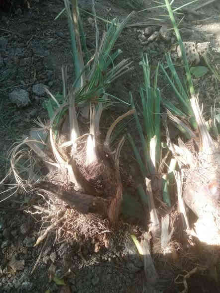 سلام عليكم 
لعشاق النخيل يتوفر فسائل نخيل خستاوي درجة اولى واحجام مختلفة سعر القطعة 15الف بي مجال واذا قطعتين ويوجد توصيل
*********** المحاويل
