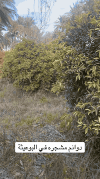 البوعيثة • مشجرة • ٢٥٠٠م