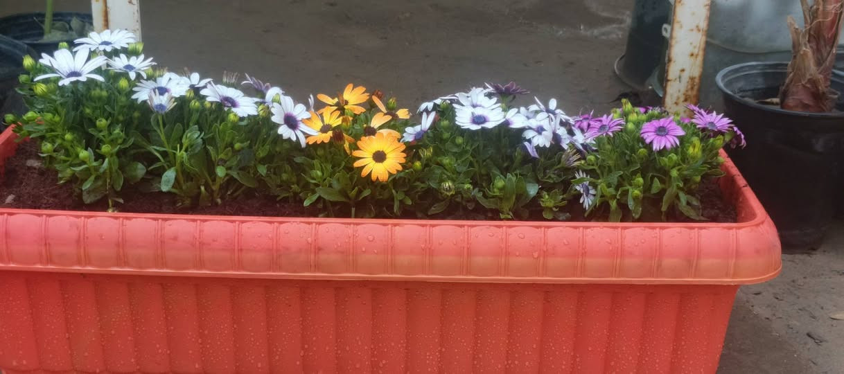 السلام عليكم
نبات الاستر جاهز مع سندانه سعر 13,000 الزوج 25 
خدمة توصيل داخل كوت  . 
العنوان مشتل كوت فلكت الحاوي قرب مجمع دمشق الطبي مقابل مدرسه التعليم الاساسي مشتل سماء كوت


**إذا كنت صاحب هذا الإعلان وتريد حذفه لأي سبب، رجاءا أرسل رسالة إلى الدعم الفني**