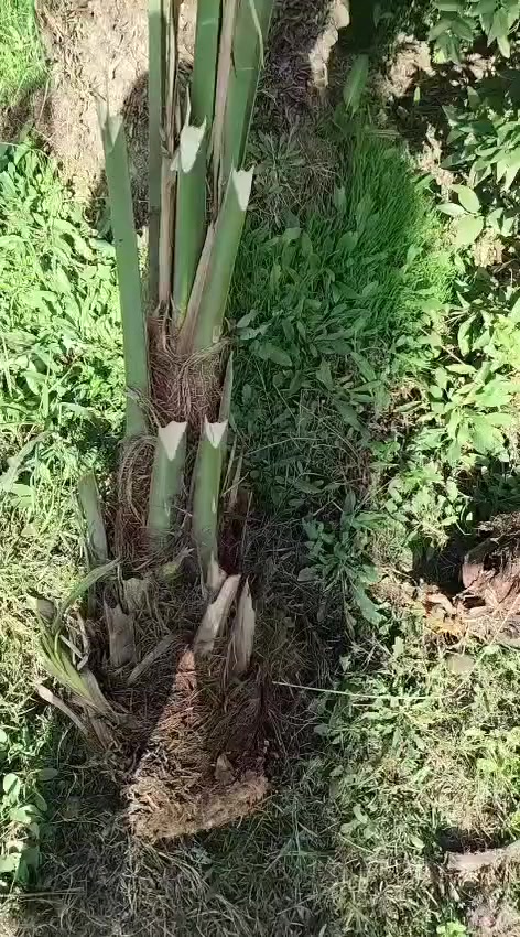 فسائل عويدي قلع اليوم موجودات جوه امهن سعر حلو
عدد ١٠ بيع شلع جمله اليرغب بالشراء الاتصال على الرقم ***********
