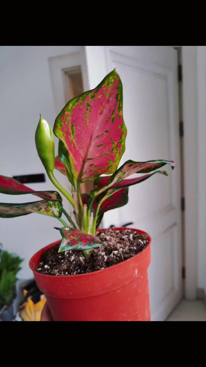 جمال النوادر
كلومينا حمراء 
متوفر توصيل لجميع محافظات العراق 
للحجز والطلب مراسلة الصفحة او التواصل على رقم الواتس 
*********** 
 #برعم
 #نوادر
 #كلومينا
