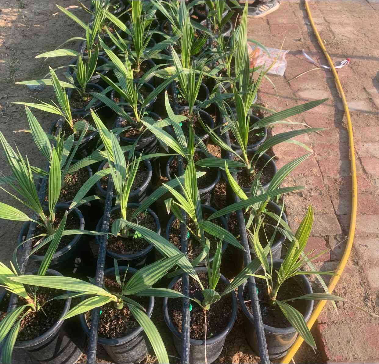 تحية طيبة 
الأصناف المتوفرة لدينا  حاليا 
برحي كبير عمر ثلاث سنوات عدد١٠
برحي وسط عمر سنة ونصف عدد٤٠
برحي وسط عمر سنتين عدد٣٠
مكتوم عمر سنه ونصف عدد٣
جارفس عمر سنه ونصف عدد٣ 
مجهول عمر سنه عدد٦٠ 
***********٥
