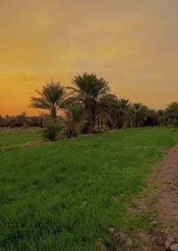 دونمين للبيع طابو زراعي سند 25 بغداد الدوره عرب جبور  سعر الدونم 90  م...