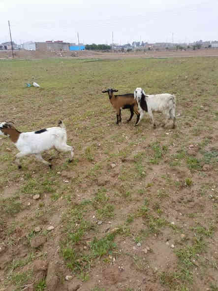 اسلام عليكم جذاع سنين عشر  شهرين ونص اثنين غزاليات سعرهن 600 وبيهن مجال مكاني علم فلكه الفرسان ***********
