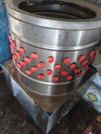 دجاج • حجم كبير • بابل