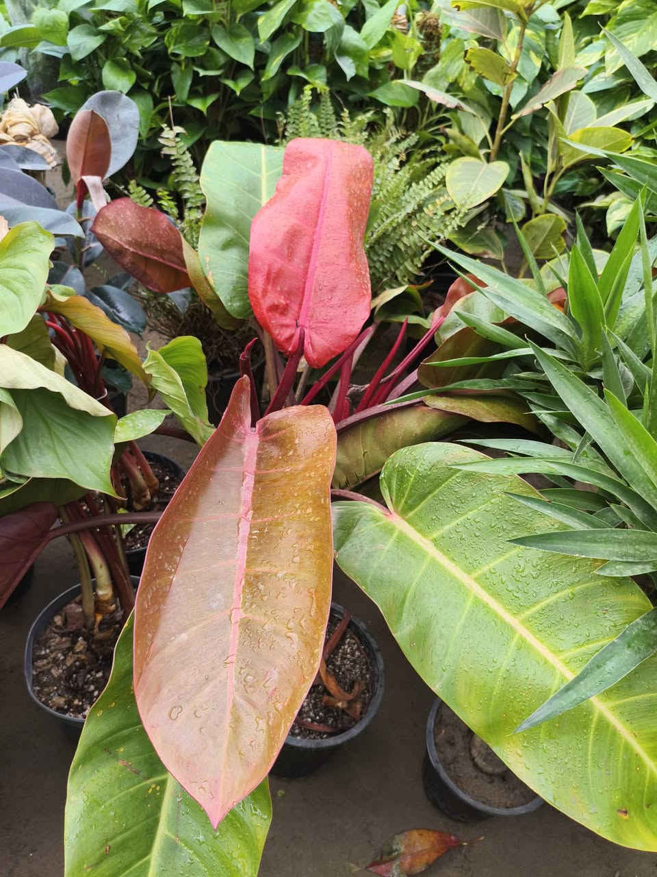 اللهم صلي على محمد وال محمد ❤️ 

على بركة الله 

وصلتنه النباتات الضليات 
العنوان شهربان حي العصري بصف المستشفى العام


**إذا كنت صاحب هذا الإعلان وتريد حذفه لأي سبب، رجاءا أرسل رسالة إلى الدعم الفني**