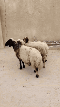 ياالله نعجات مال جناي كلش حلوات للبيع سعر لوحده 255 لمكان لبصره زبير *********** 👍*********** يوجد توصيل داخل لبصره
