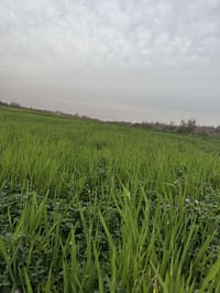 قضاء النجمي • ٧٠ دونم • تغل