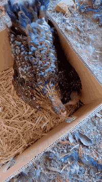 دجاجه بورسلاين حبه وحبه وبناتها دندراويات وفريات وراها ٦ افراخ  عمرهن شهر هاي حلال مال مزرعه شرط الصحة والنظافة الشراي اليريدها يتصل على الرقم وبيه خير ويدلل المكان بغداد التاجي توصيل موجود داخل بغداد على المشتري ..  ‭٠٧٧٣ ٧٦٠ ٢١٢٨‬
