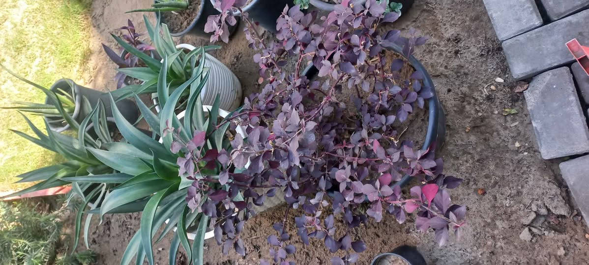 نباتات خارجية للبيع عدد ١١ يتحملن شتاء وصيف بيهن ٥ كلش كبار والباقي وسط مكاني الكريعات بغداد, العراق


**إذا كنت صاحب هذا الإعلان وتريد حذفه لأي سبب، رجاءا أرسل رسالة إلى الدعم الفني**