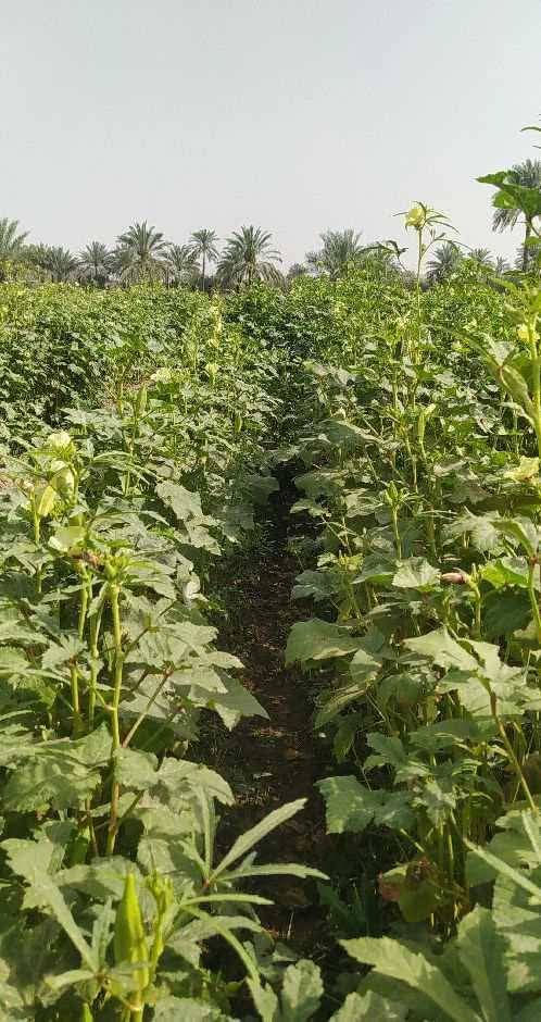 يوجد لدينا بذور بانيا فرنسيه بنت القوطيه الربعينيه نتاجيه خير من الله لون الغصن اخضر فاتح درجه اوله ضمان شرط الحوي *********** واتساب
