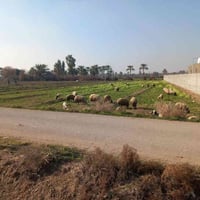 أبي غريب • حميد شعبان • ٢ دونم طابو زراعي