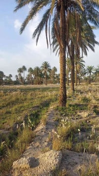 ٤ دوانم • طابو زراعي • الغليس حله