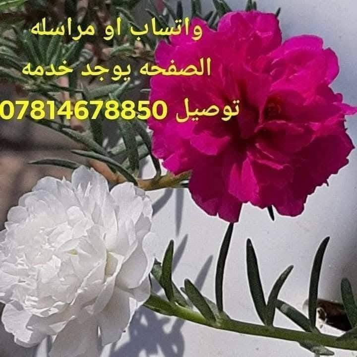متاح لدينا شتلات نبات ورد الصباح العراقي الوان لطلب والحجز واتساب *********** السماوه أو مراسلة الصفحه يوجد خدمة توصيل طلبات داخل السماوه ولكافة المحافظات لباب البيت أنواع البذور الاستوائية النادره
